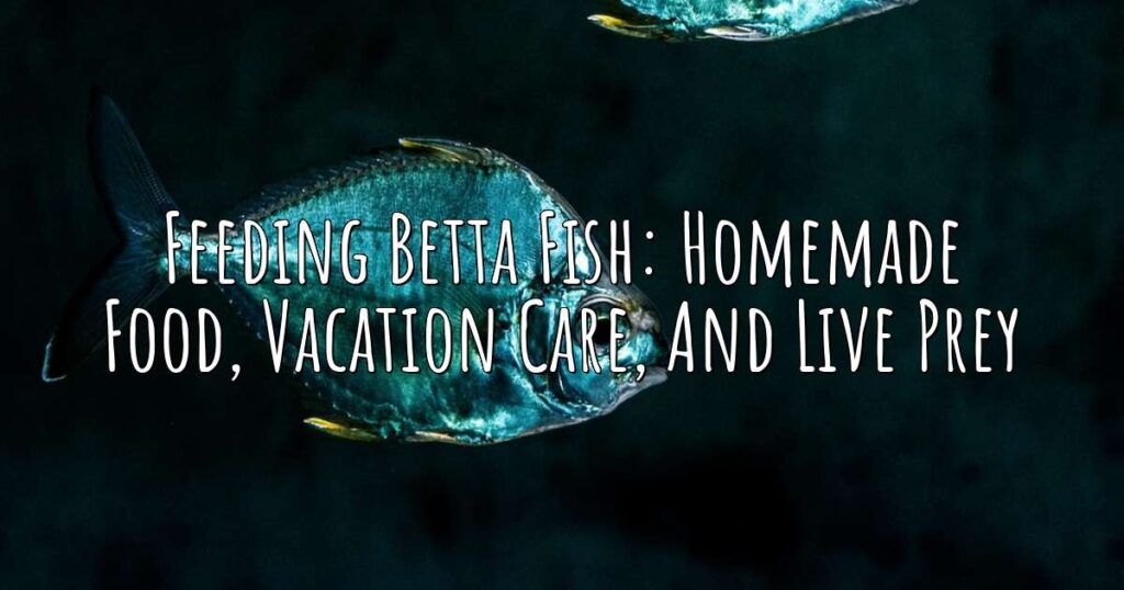 Feeding Betta Fish Homemade Food, Vacation Care, and Live Prey Aqua Revolt