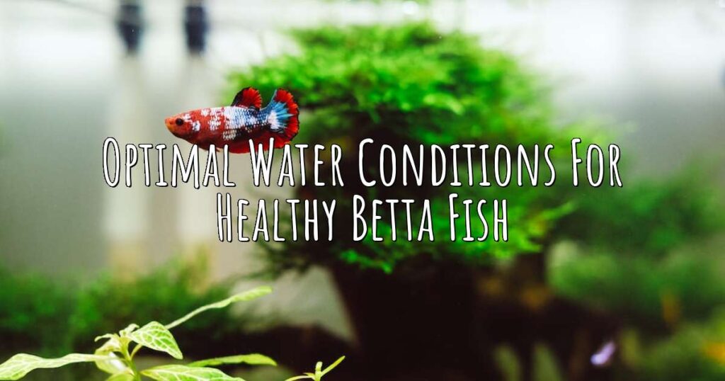 Optimal Water Conditions for Healthy Betta Fish Aqua Revolt